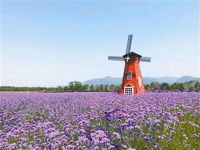 柳叶马鞭草花语是什么