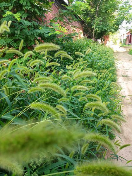 狗尾草的花语和寓意是什么