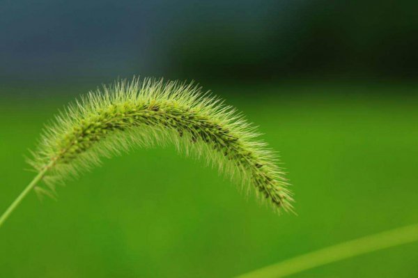 狗尾草的花语和寓意是什么