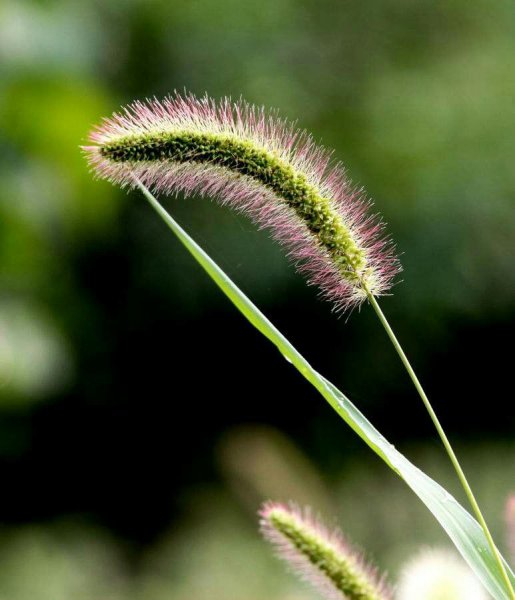 狗尾草的花语和寓意是什么