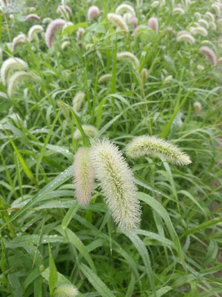 狗尾草的花语和寓意是什么