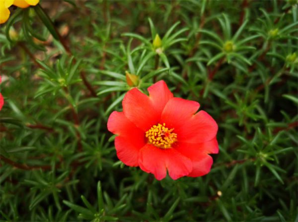 太阳花花语是什么意思