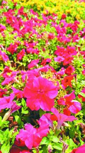 矮牵牛花花语是什么 矮牵?；ǖ南笳骱驮⒁?/></i><h2>矮牵牛花花语是什么 矮牵?；ǖ南笳骱驮⒁?/h2><p>一篇关于矮牵?；ɑㄓ锸鞘裁春桶Ｅ；ǖ南笳骱驮⒁獾南喙刂?，接下来[绿植迷网]小编就来介绍。春末夏初，繁花似锦。我市街头公园和大街小巷的绿</p></a></li>
            <li><a href=