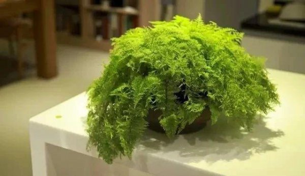 波斯顿蕨怎么繁殖