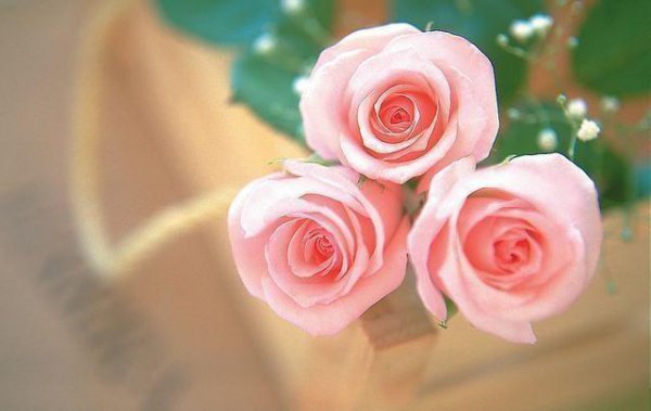 粉色玫瑰花代表什么意思