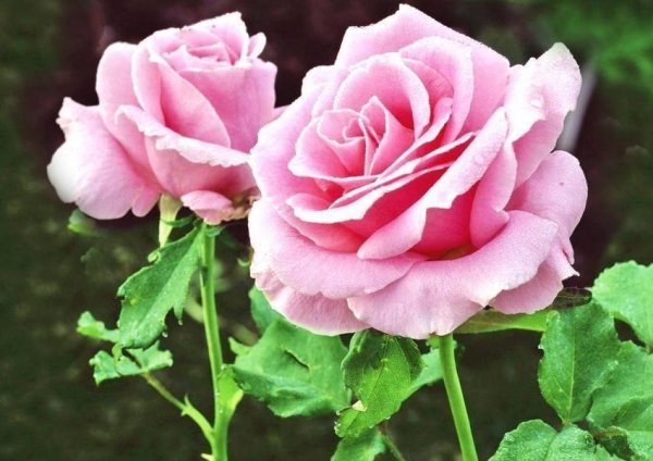 粉色玫瑰花代表什么意思