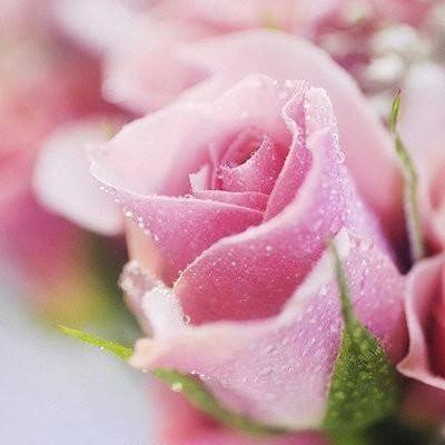 粉色玫瑰花代表什么意思
