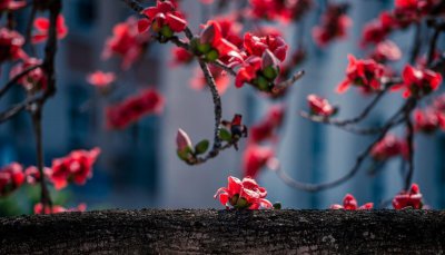 木棉花语是什么 关于木棉花的象征意义