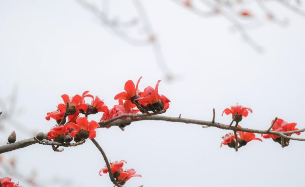 木棉花语是什么