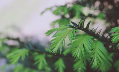 红豆杉怎么育苗 红豆杉种子育苗技术