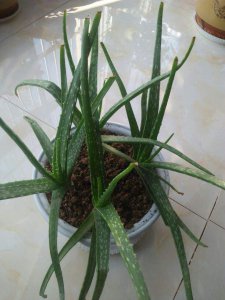 芦荟花怎么养才茂盛 家养芦荟的正确方法
