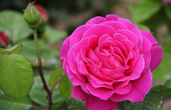 月季的花语是什么
