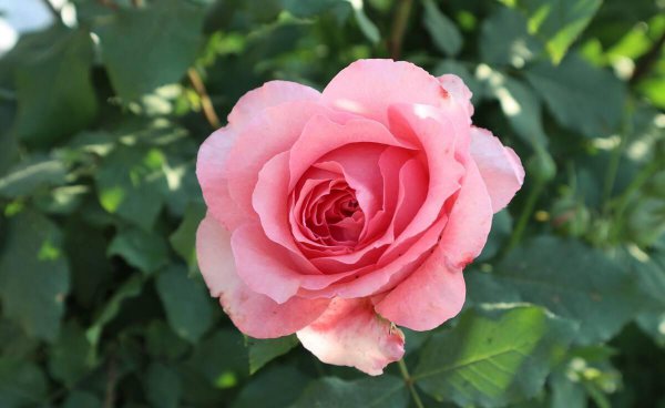 月季的花语是什么