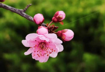 美人梅花语和寓意 简述美人梅的象征意义
