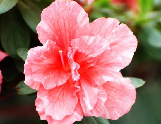 杜鹃花的寓意是什么