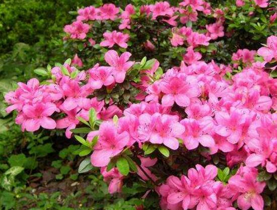 杜鹃花的寓意是什么