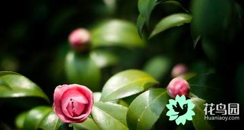 山茶花的寓意和花语