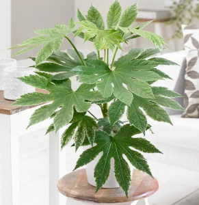 办公室好养的绿植有哪些 适合办公室的10大植物介绍