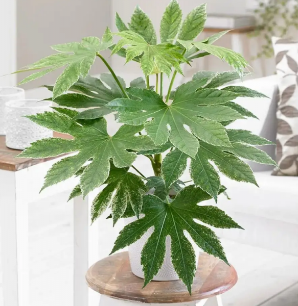 办公室好养的绿植有哪些
