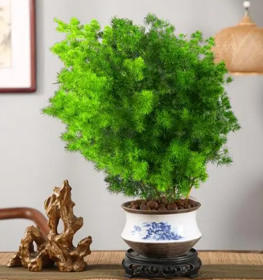 办公室好养的绿植有哪些