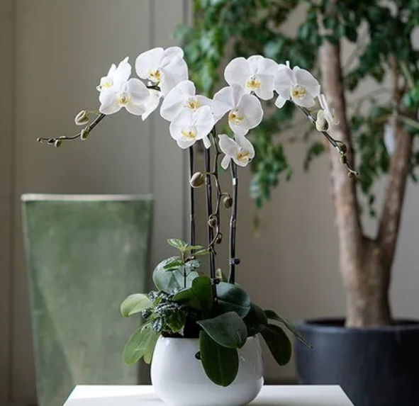 办公室好养的绿植有哪些