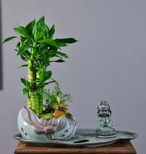 办公室好养的绿植有哪些