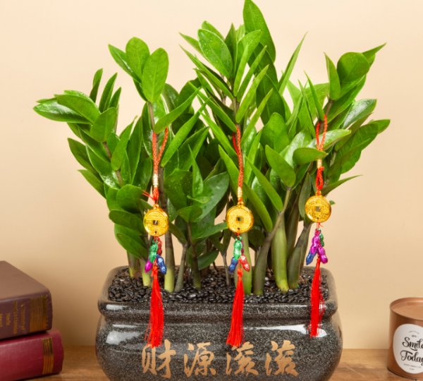 办公室好养的绿植有哪些