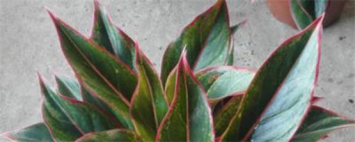 万年红植物怎么养 万年红的养护和管理