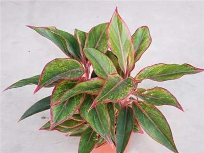 万年红植物怎么养