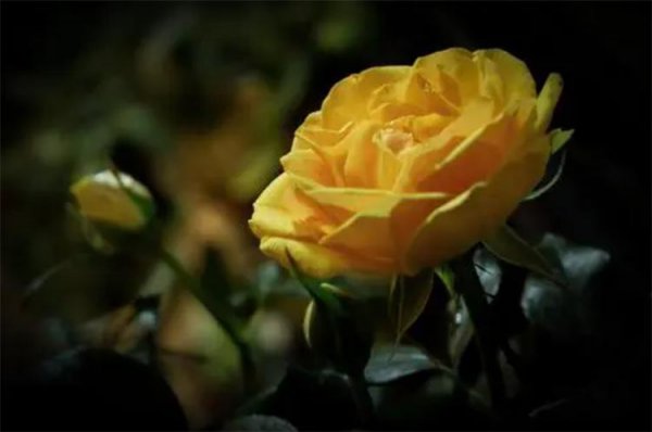 黄玫瑰的花语是什么