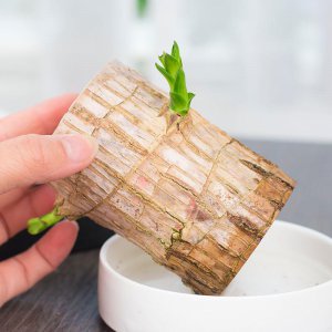 巴西木怎么水养才旺盛 巴西木泡水的正确方法