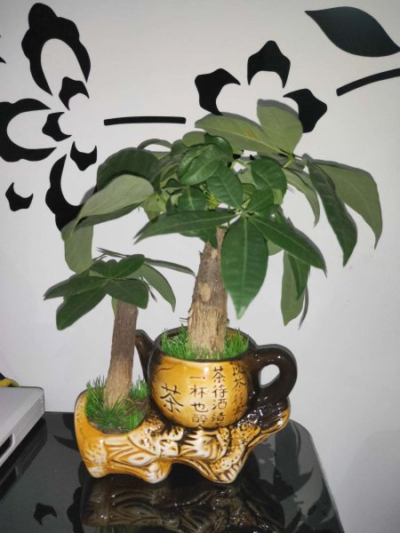 发财树怎么养才能养好