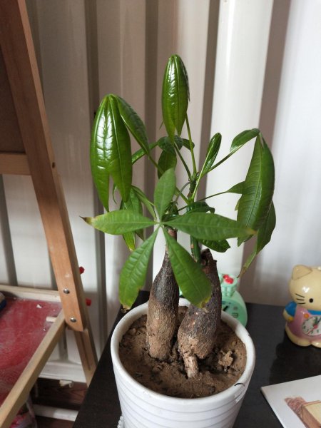 发财树怎么养才能养好
