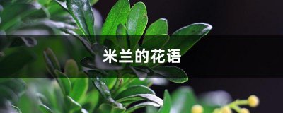 米兰花语代表什么意思 米兰的寓意与传说