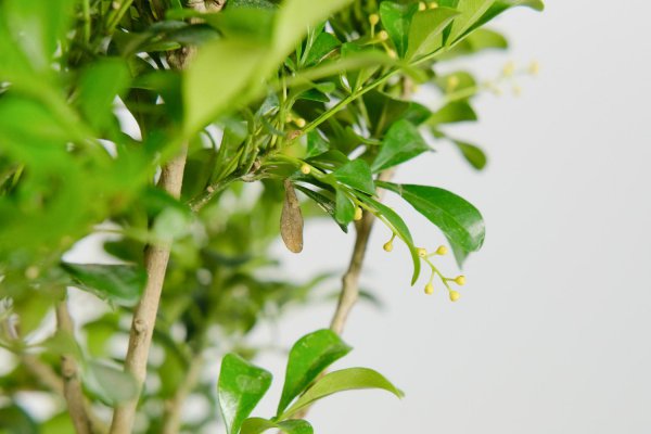 米兰花语代表什么意思