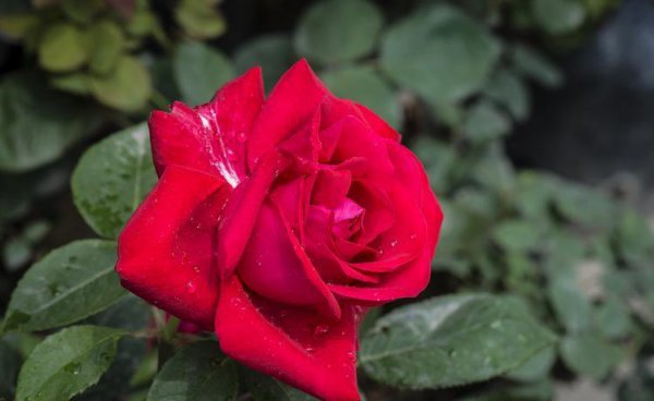 月季花花语是什么意思
