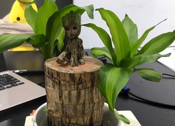 巴西木怎么使用营养液