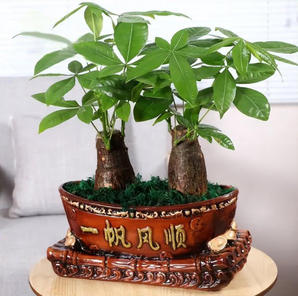 放在办公室的绿植有哪些