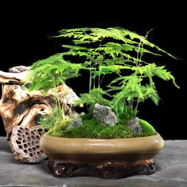 放在办公室的绿植有哪些