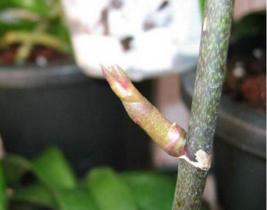蝴蝶兰怎样繁殖 蝴蝶兰的繁殖方法和注意事项