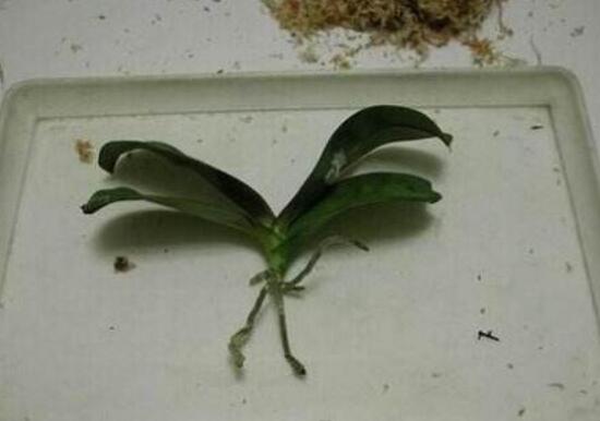 蝴蝶兰怎样繁殖