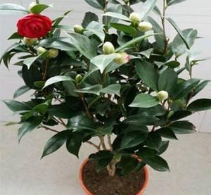 茶花怎么养护