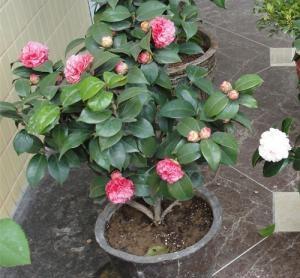茶花怎么养护