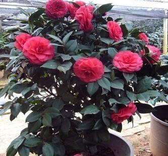 茶花怎么养护