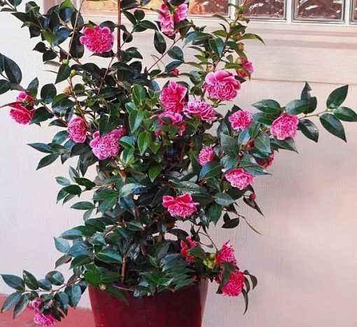茶花怎么养护