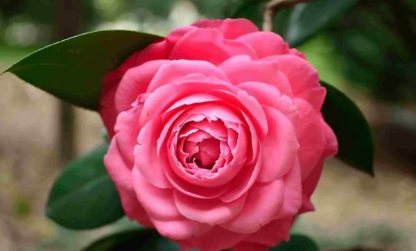 茶花怎么养护