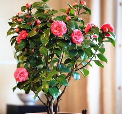 茶花怎么养护