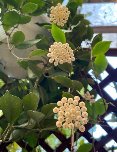 耐阴好养活的室内植物有哪些