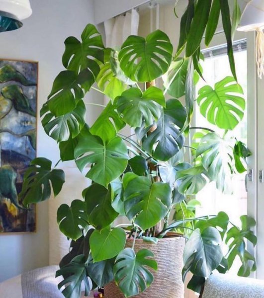 耐阴好养活的室内植物有哪些