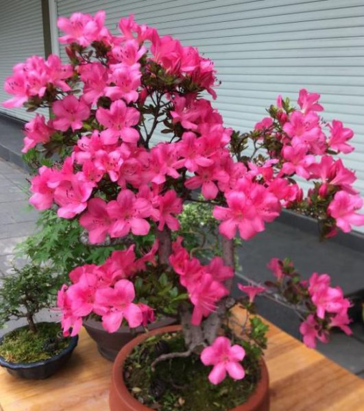 米叶杜鹃怎么养护